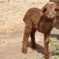 تولد گوسفند «تک‌ دست» در کلاردشت