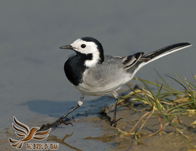 Copy of Motacilla-alba