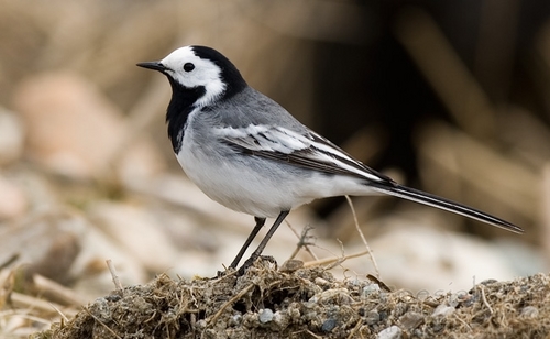 linerler24_1147631180_1172932367