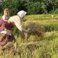 برنج وارداتی هند و پاکستان قطعا آلوده به سم آرسنیک است.