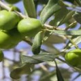 پیش بینی تولیدبیش از۲۳۴تن زیتون درنکا