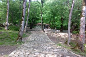 عکسی-از-جنگل-قرمرض-شهرستان-نکا1