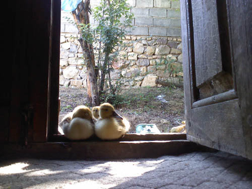 DCF compatable JPEG Img