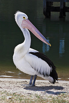 240px-Pelican_lakes_entrance02