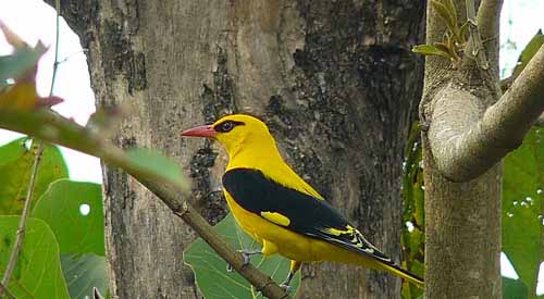 Male-golden-oriole