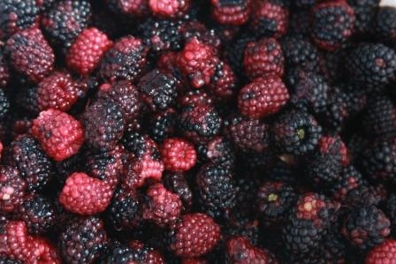 img_0904_20110205_1683020474