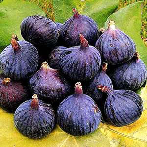 7c1506c5a433307d33bffc17b5486ea9