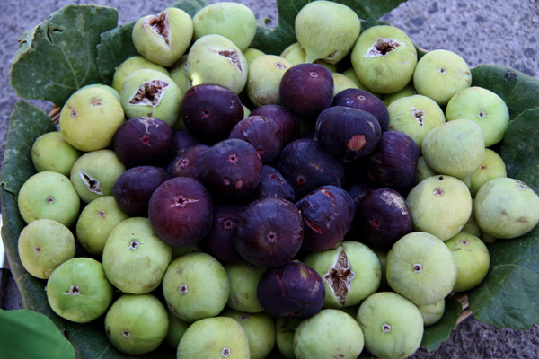 انجیرستان-7