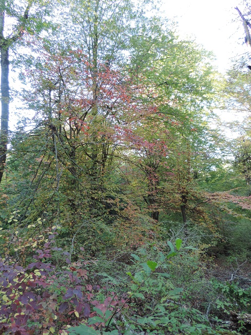 DSCN9954.jpge34r56789