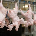 مرغداران نکایی به بی ثباتی بازار مرغ اعتراض دارند