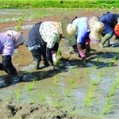شالیکاران مازندرانی نسبت به نشاء برنج اقدام کنند