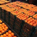 طاهری خبر داد:۱۷۸۰ تن پرتقال از نکا به ۱۰ استان کشور ارسال شد