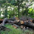 قطع ۴ هزار و ۵۰۰ درخت برای وصول مطالبات یک شرکت در میاندورود