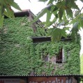 خانه های سبز و زیبا در نکا/عکس