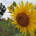 گل های آفتابگردان درمزارع نكا از دريچه دوربين نيوزنكا