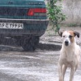 جولان دادن سگ هاي ولگرد درمركزشهرنكا/عكس