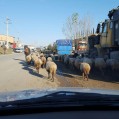 تردد هر روزه گوسفندان درمعابر آسفالته نکا!!!!!!/تصویر