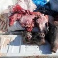 دستگیری باند خرید وفروش گوشت خوک در آمل
