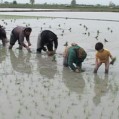 نخستین نشائ سنتی برنج نکا درسال ۹۶/ تصویر