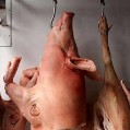 دستگیری دو عامل فروش گوشت خوک دربهشهر