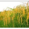 آغاز برداشت اولین خوشه های  برنج  در نکا