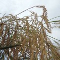 برداشت برنج اورگانیک درنکا/ تصویر