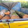 پلیس نکا خبر داد:کشف ۵ تن چوب آلات جنگلی قاچاق در این شهرستان