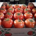 صادرات گوجه فرنگی از میاندورود به روسیه