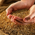 توزیع ۷۰ تن بذر برنج میان شالیکاران نکایی