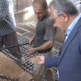 خرید بیش از ۳۴ هزارتن گندم مازاد برنیاز کشاورزان در مازندران