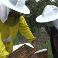تولید بیش از ۱۵۳تُن عسل درنکا