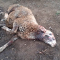 حمله گرگ ها به آغول گوسفندان درنکا /عکس