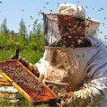 صمدی گفت :۲۲۰ تن عسل، امسال در شهرستان نکا تولید شد